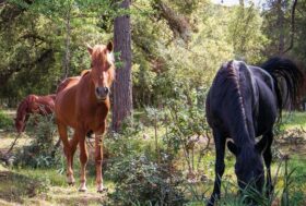 Weekend dedicato al cavallo del Sarcidano