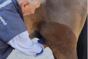 Disponibili 2 nuovi corsi sul grooming; GROOMING 1 e GROOMING 2