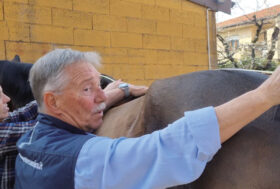 I 2 corsi di grooming; GROOMING 1 e GROOMING 2 sono fondamentali per chi deve prendersi cura del cavallo