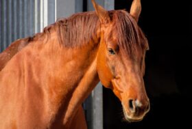 Foligno, cavallo morto e fantino ferito alla Giostra della Quintana