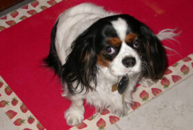 26 agosto 2025, un giorno stupendo, è la giornata Internazionale dedicata al CANE