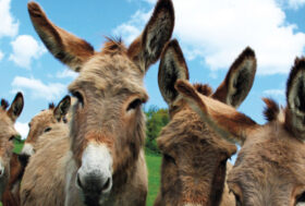 L’ASINO. Allevamento, cura e nuovi ruoli aziendali e sociali, di Daniele Bigi