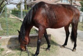 RAZZE EQUINE: Trotter Italiano