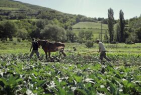 Una giornata esclusivamente dedicata ai Cavalli Collaboratori a Valtopina presso l’Azienda Agricola Orto in Giro