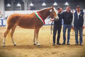 125^ Fieracavalli – PSRN Equinbio.2. Il Cavallo Haflinger protagonista a Fieracavalli 2023