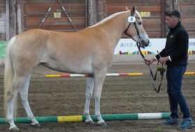 Haflinger: Iscrizione LG Fattrici 30 mesi. 21 e 23 APRILE | EGNA (BZ)