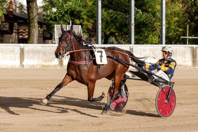 Ippodromo Arcoveggio Bologna: presentazione delle corse di sabato 4 novembre