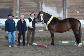 Un weekend di Cavallo Noriker. 24 e 25 APRILE | EGNA E TRENTO