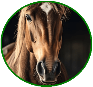 Corso patologie testa