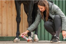 Quale olio fa bene agli zoccoli? Senza zoccolo non c’è cavallo!