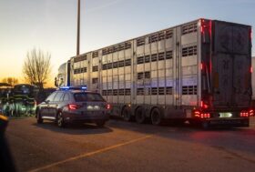 Trasporto animali, caso gravissimo, sanzionato camion per 10 mila euro