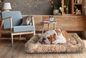 Consigli per l’inverno? Novità per Cavallo, Cavaliere, Cani e Gatti