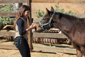 Alessandra Deerinck con Horse Sensing: La relazione tra uomo e puledro