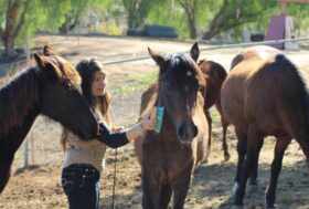 Horsemanship e puledri