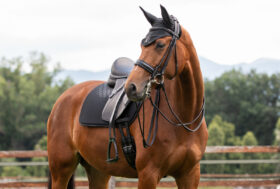 Set Selle Complete per Pony e Cavalli Inglese e Western! Scopri Subito