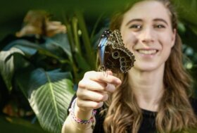 Foresta delle farfalle. Al MUSE di Trento dal 26 marzo fino al 19 maggio