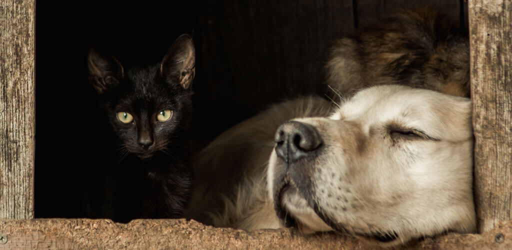 Cani e Gatti. La protezione del mercato interno secondo la Commissione EU