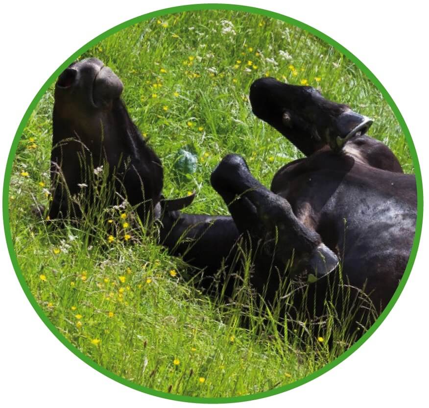 Corso patologie gastro-intestinali