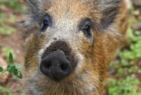 Emergenza cinghiali? Non trattiamoli da cani