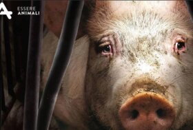 Nuovo sondaggio delle associazioni: la tutela degli animali sta a cuore a 9 italiani su 10, da destra a sinistra