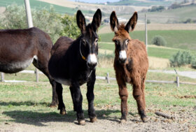 Il Mammoth di Martina Franca compie 100 anni