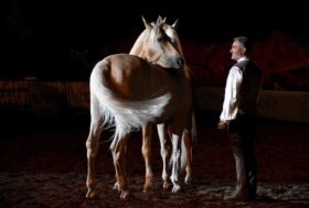 Le grandi stelle dello show equestre alla 54^ Mostra Nazionale del Cavallo