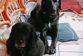 Fermate l’uccisione di 4 milioni di cani in Turchia