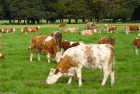 Convegno su “Un piano di settore per la zootecnia bovina da carne Made in Italy”