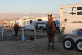 Alessandra Deerinck: Il trasporto dei cavalli