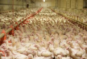 Il maggiore produttore europeo di carne avicola firma un impegno ECC per i polli, con un impatto positivo su milioni di animali