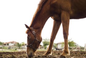 Autunno 🐴🐕🐈 consigli e Accorgimenti per Cavalli Cani e Gatti Autunno 🐴🐕🐈 consigli e Accorgimenti per Cavalli Cani e Gatti