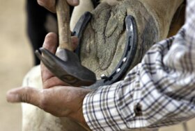 NO FOOT NO HORSE… La mascalcia non s’improvvisa!