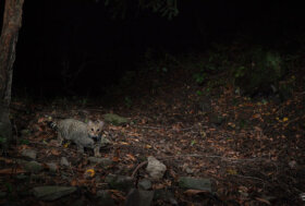 Nell’Oasi Dynamo, sull’Appennino pistoiese, è stato avvisato il gatto selvatico europeo