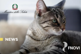 FIP: gli Sviluppi Ministeriali e Scientifici che rimettono il medico veterinario al centro della cura