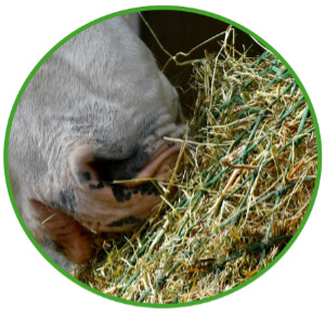 Corso alimentazione 1