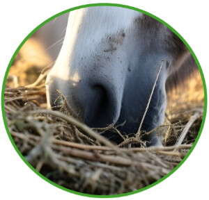 Corso alimentazione 2