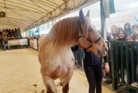 AIA e Sistema Allevatori ad Agriumbria 2026