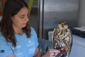 Il falco sacro recuperato da ENPA e Cras di Savona torna a volare grazie a falconieri del parco Oltremare di Riccione