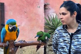 Il Gruppo Sociale dei pappagalli di oltremare 2.0 a Riccione si allarga: arrivati due nuovi esemplari di Ara