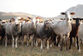 4 aprile. I Quattro Brillanti: tra eredità popolare e profezie di primavera