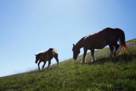La Transumanza come non te la immagini