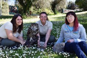 Al parco Oltremare 2.0 di Riccione sono nati due piccoli di Gufo Reale,   ambasciatori di speranza per la specie