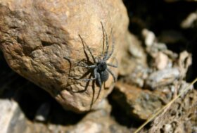 Biodiversità dei ghiacciai: in una lettera pubblicata su Science un team di scienziate e scienziati italiani chiede all’Unione Europea azioni urgenti di monitoraggio e conservazione 