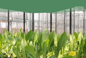 Nutrire il potenziale: in occasione della Giornata Internazionale della Salute delle Piante