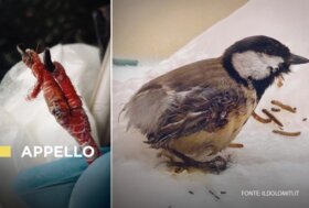 Cinciallegra morta dopo ore di agonia in una trappola a colla, appello dei medici veterinari: Non usatele. Sono letali per gli uccelli