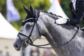 Dressage: Giovani Cavalli. Training day a Verolanuova
