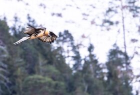 Giornata Europea dei Parchi. Riserve e Parchi della Valtellina si raccontano, in un viaggio tra ecosistemi unici e progetti di tutela