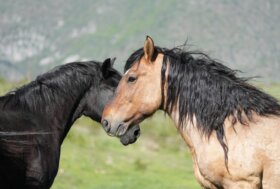 La Biodiversità sta morendo