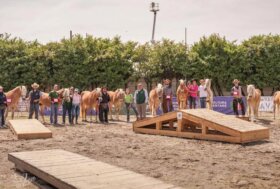 L’Haflinger domina la scena nel Mountain Trail: a Travagliato è trionfo!
