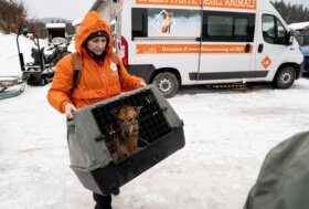 Cercano finalmente famiglia gli Alaskan Husky salvati dal Lav nei mesi scorsi in Trentini e sottratti allo sfruttamento del traino delle slitte (Sleddog) 